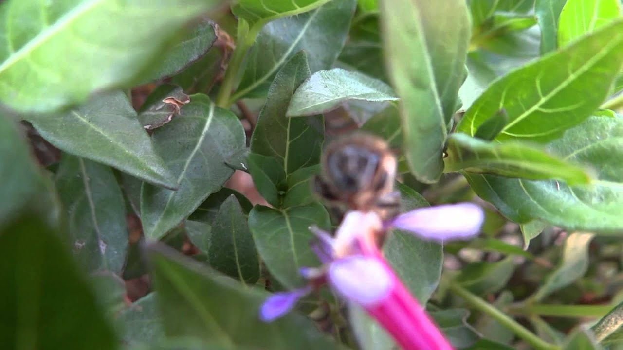 Sony DSC-HX100V Test Video 1080p/60
