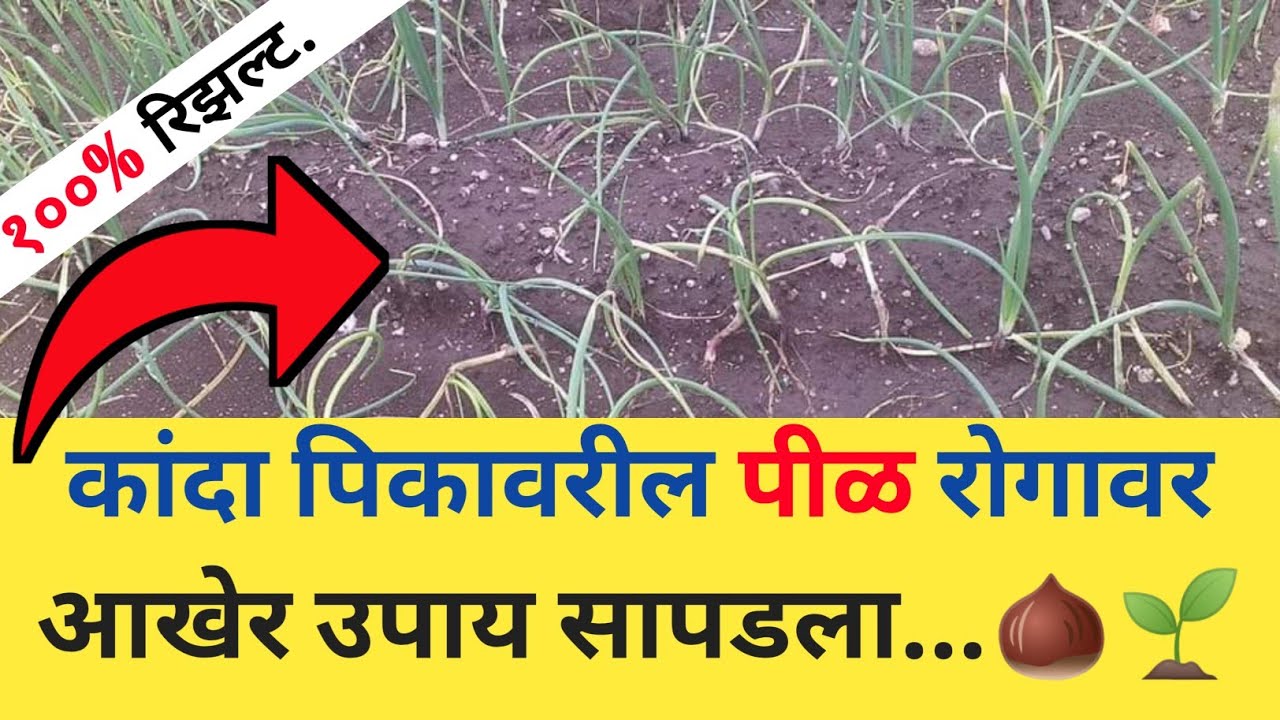 कांदा पिकावरील रोगावर 100% रिझल्ट देणारी फवारणी / कांद्याला पीळ पडणे उपाय / kanda pil rog upay