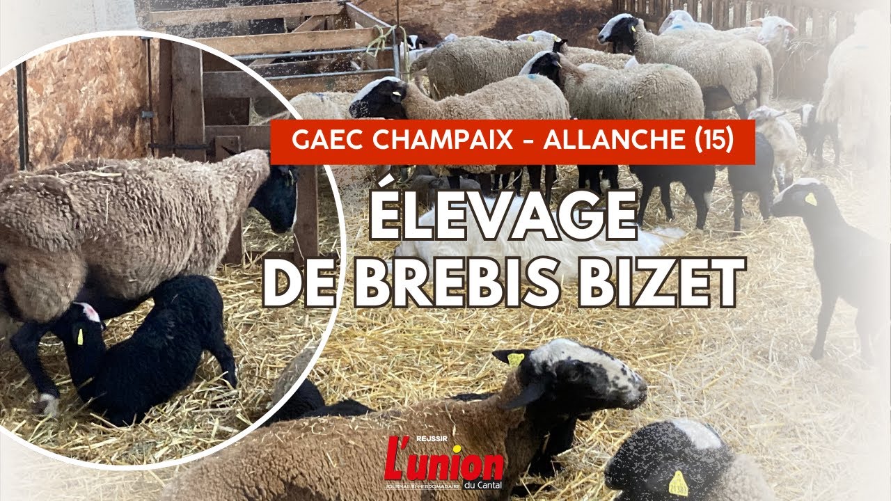 BREBIS BIZET - GAEC CHAMPAIX - ALLANCHE (15)