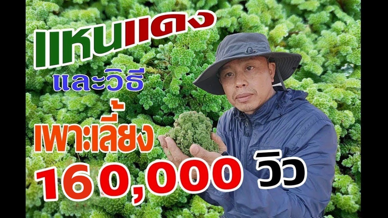แหนแดงและวิธีเพาะเลี้ยงแบบง่ายๆ 160,000วิว