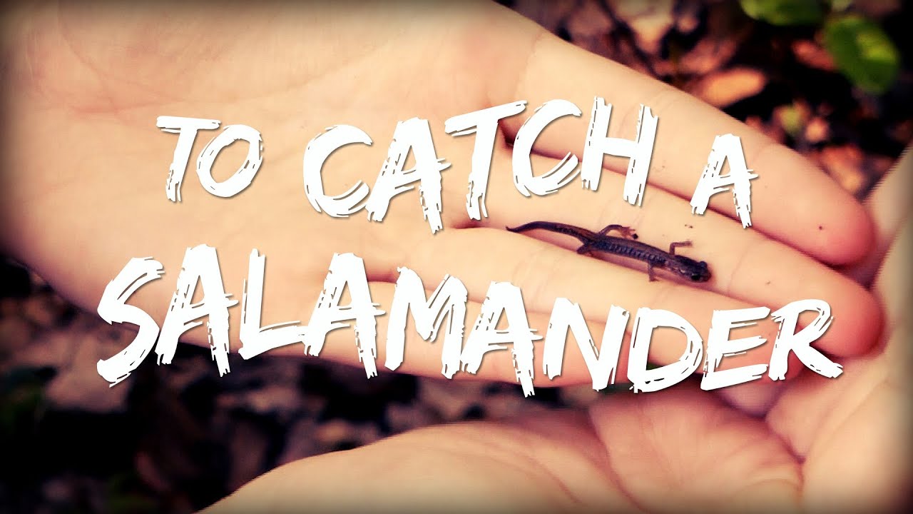 To Catch a Salamander