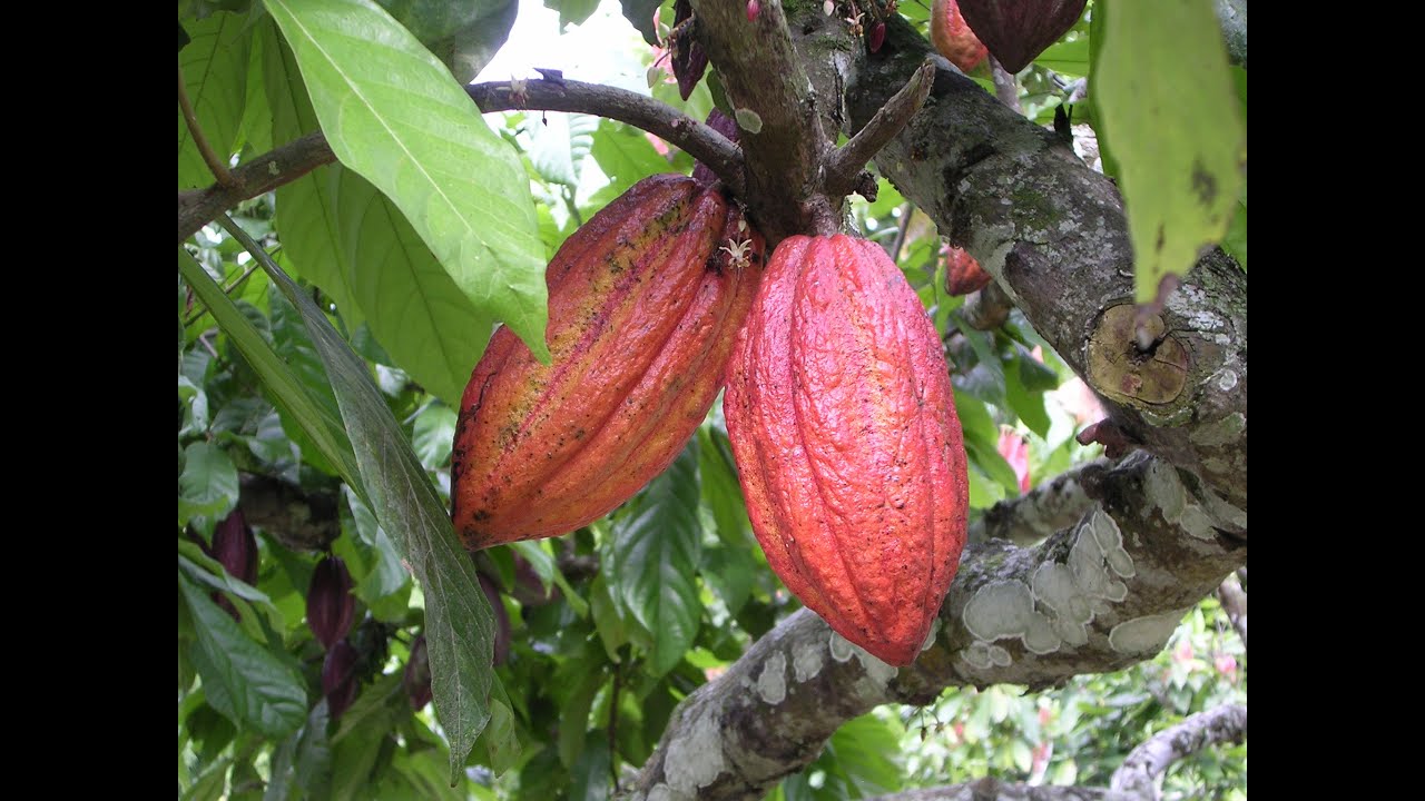 HOW TO GROW A CACAO TREE (Chocolate Tree)