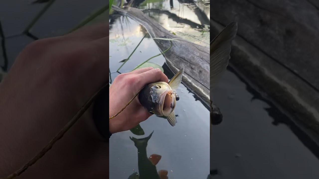 Klen na żuka! #shorts #fishing #chubfishing