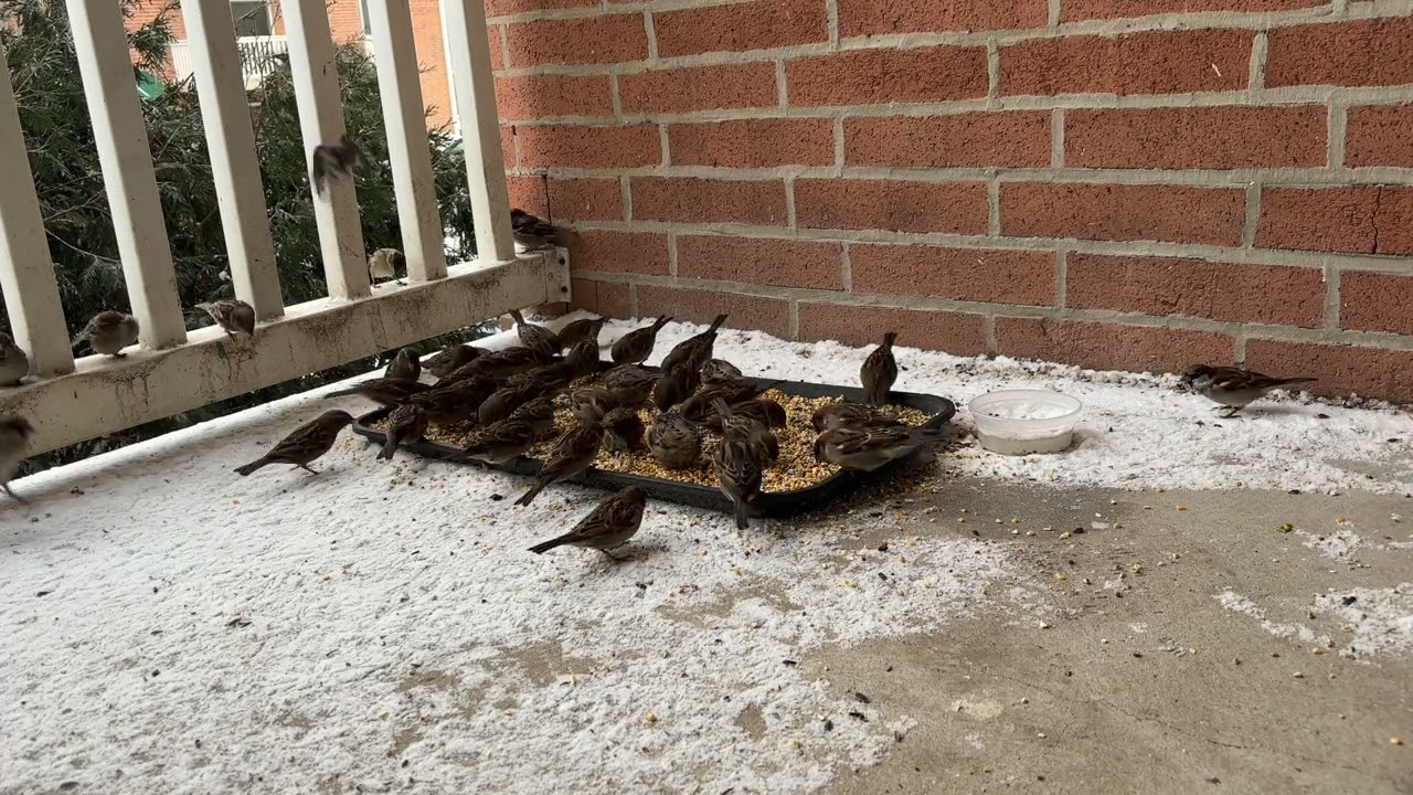 #Day5 - Birds enjoying on a beautiful snowy day