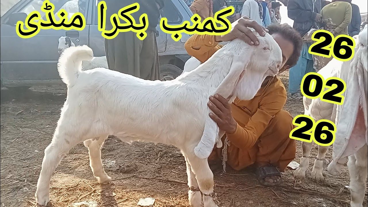 Kumb Bakra Mandi 26,02,2026 | Biggest Goat Market Visit & Prices Update