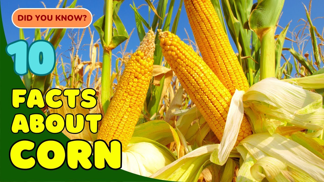 10 Amazing Facts About Corn You Didn&rsquo;t Know! 🌽