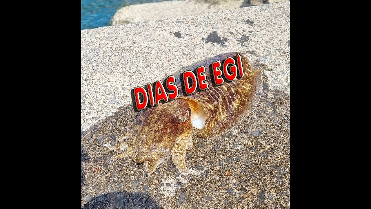 A falta de peces buenas son sepias