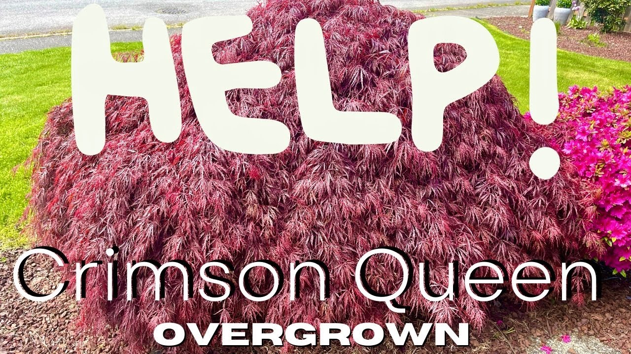 What Steps To Take With An Overgrown Japanese Maple Tree