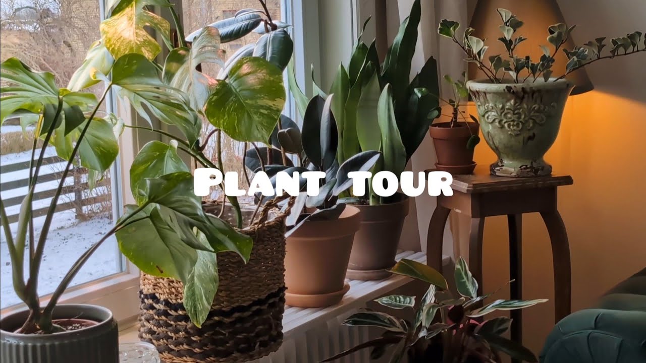 Plant tour - January 2026