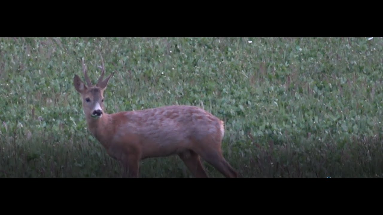 Polowanie na Rogacze. Sudecka Ostoja 17/2020 Roebuck hunting