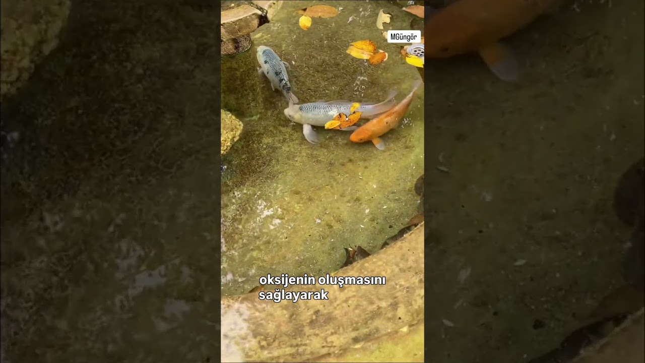 Koi balığı yetiştiriciliği ilk başlayanlar için