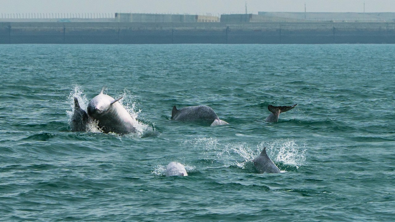 自在悠遊：臺灣白海豚 #sousachinensis #白海豚 #Indopacifichumpbackeddolphin