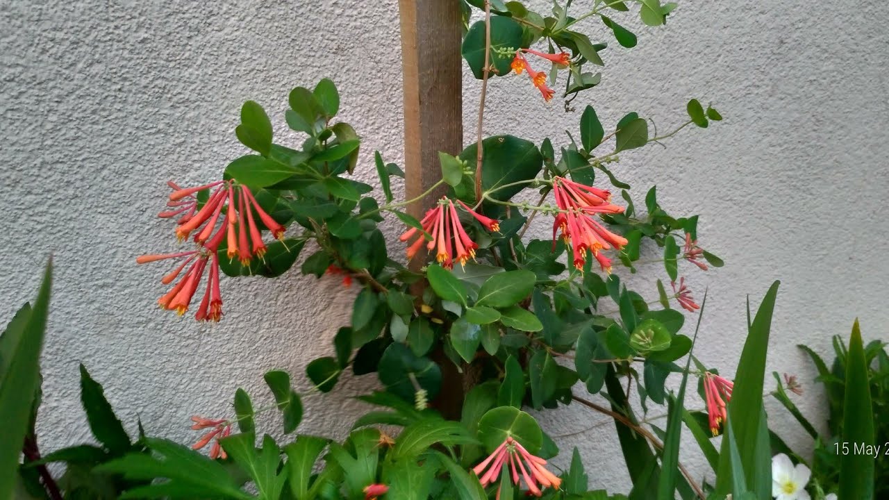 Hanımeli Sarmaşık Bitkisi (Lonicera) Bahcemde Bes Farklı T&uuml;r