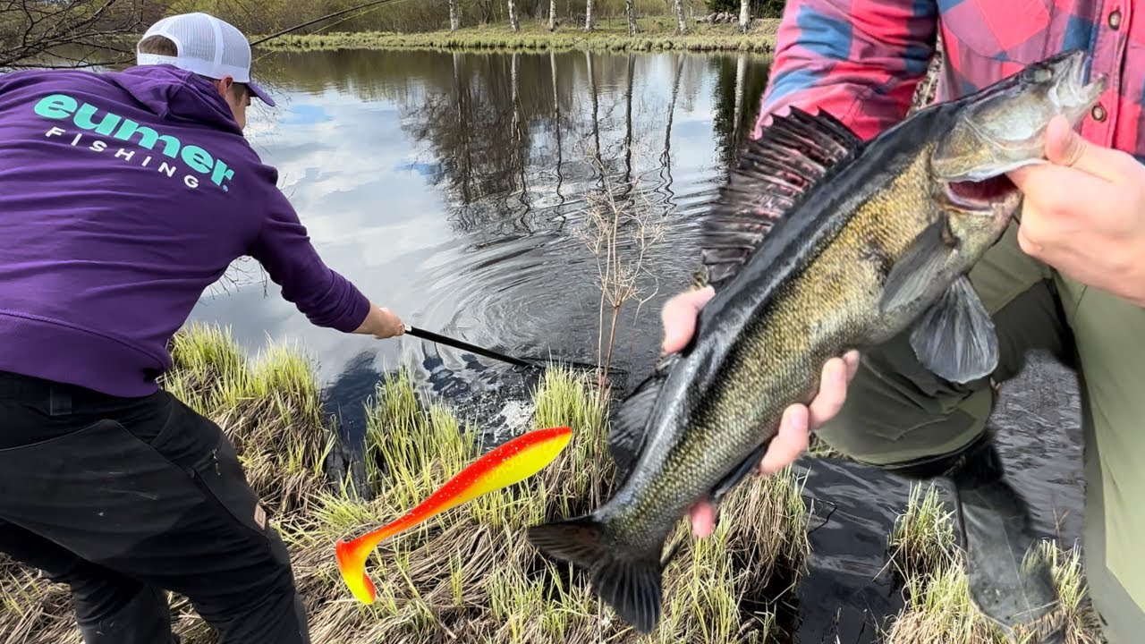 Kuhaa rannalta - Kevään parhautta ilman venettä - Kuhan jigikalastus - Kuhan jigaus - Kalastus