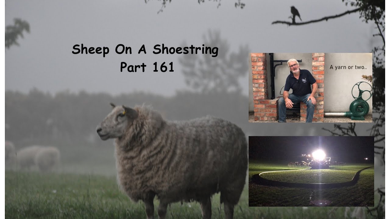 Sheep On A Shoestring Part 161.