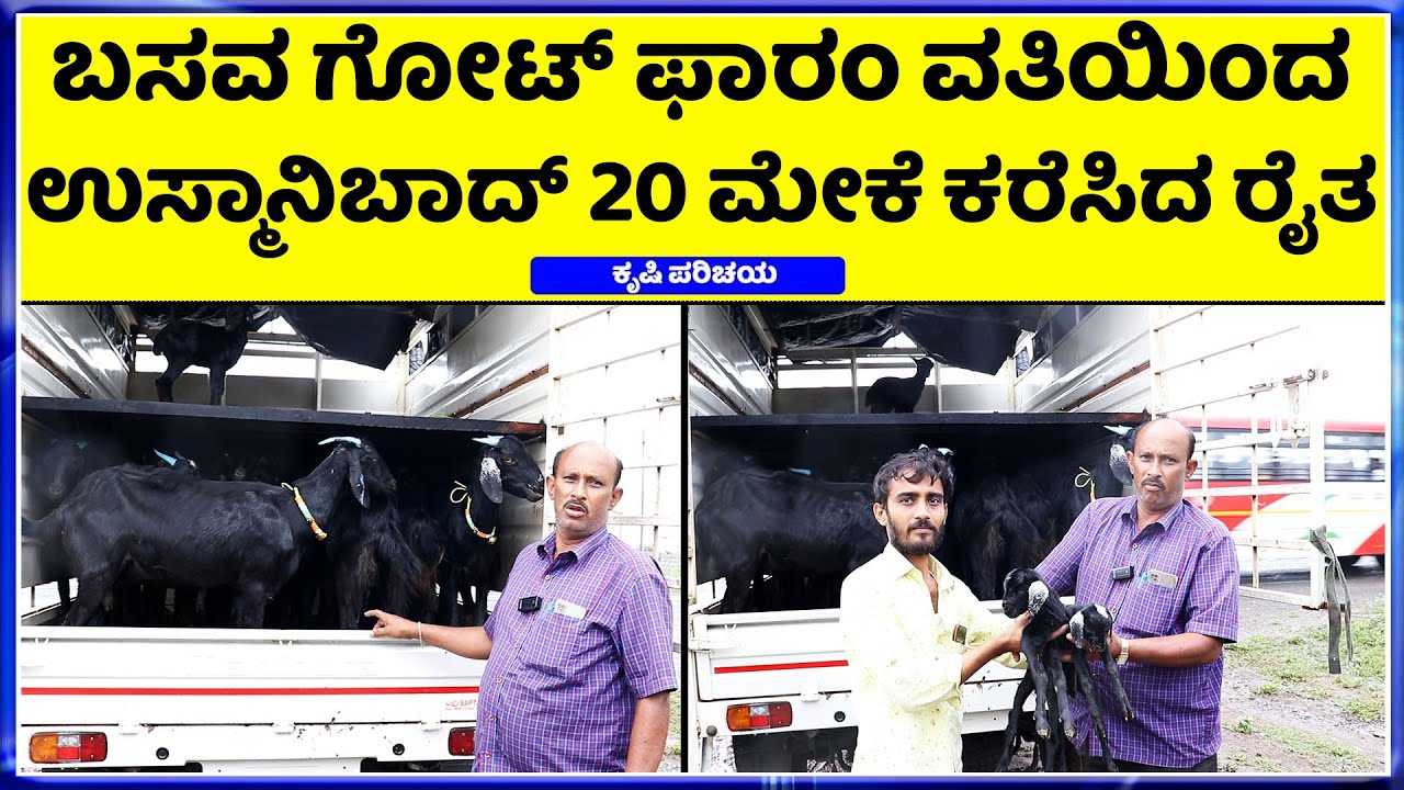 8861692598 ಯಾರಿಗೆ ಎಷ್ಟು ಮೇಕೆ ಬೇಕು..? Osmanabadi Goat Farming Karnataka transportation available