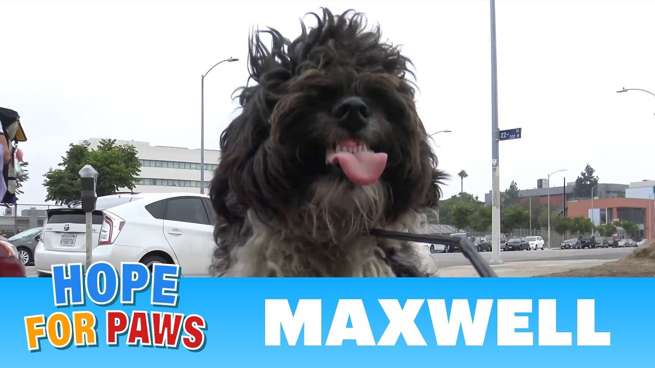 A homeless dog doesn't understand we are just trying to save him. #dogrescue