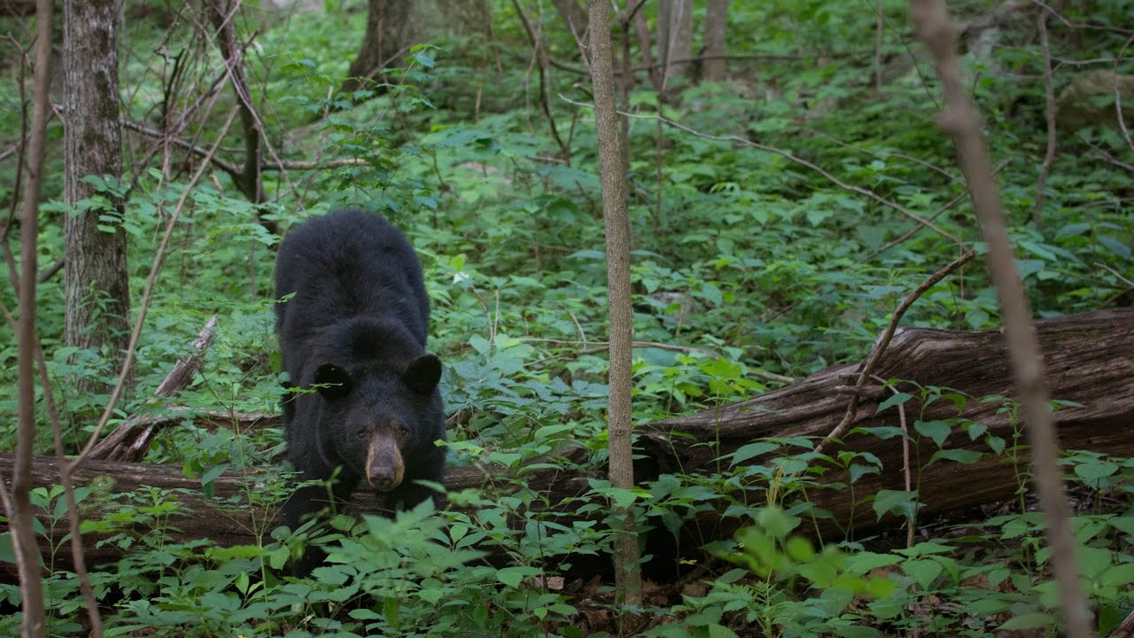 Stolen Gear and Bears! - Appalachian Trail Thru-Hike ep.10