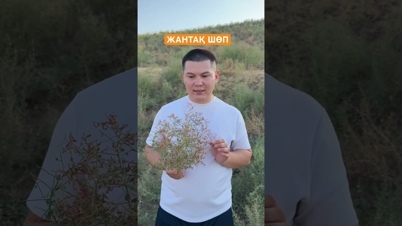 Жантақтың пайдасы. Емші Әліби. Қан қоюлануы, Қант диабет, Өт толуы, Жүрек аурулары #жантақ #халықемі