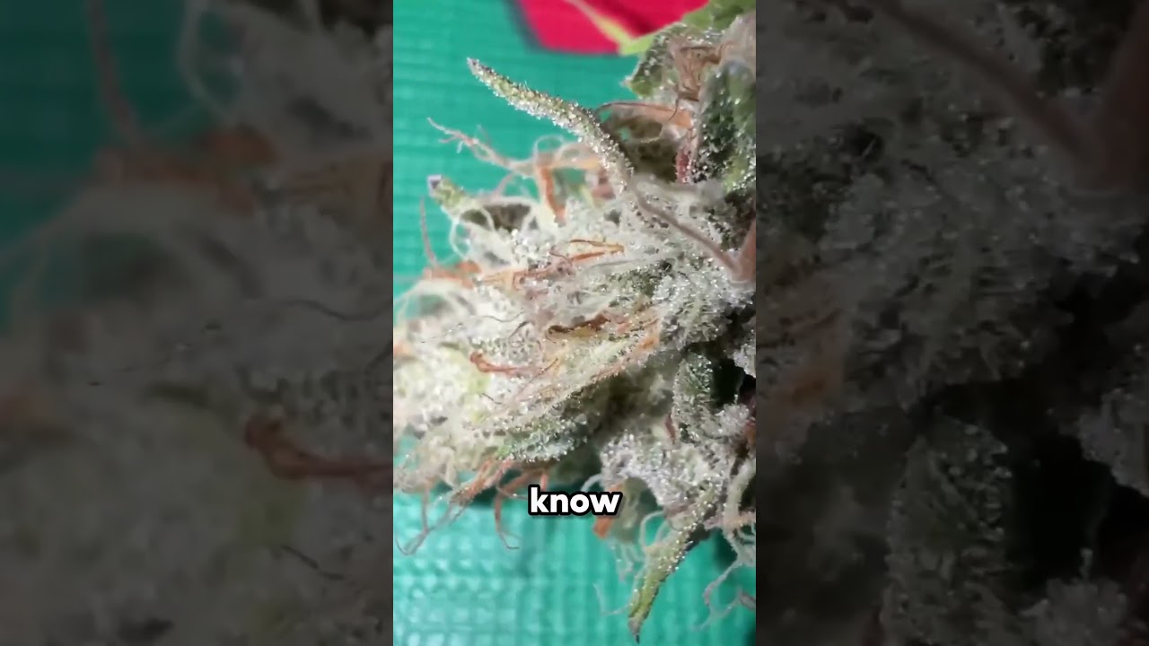 Trichome Morphology