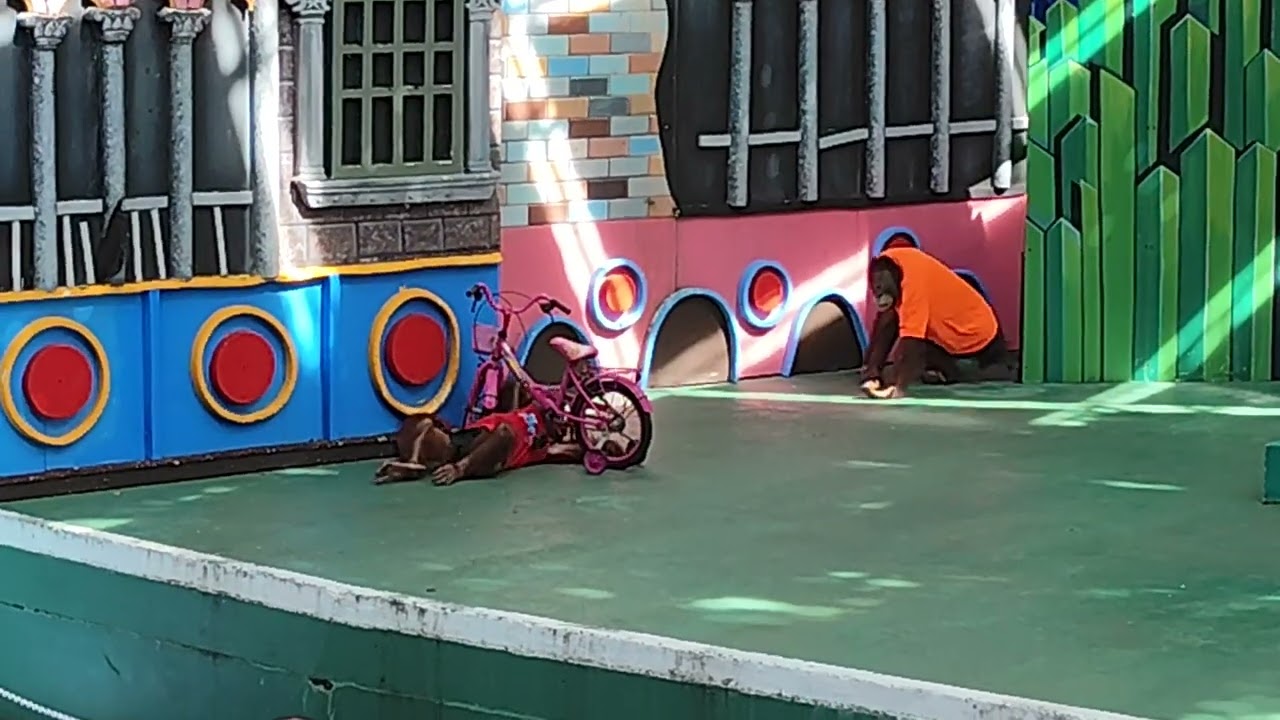 #Safariworldbangkok #bangkok #kids #funny #animals #travel #amazing 