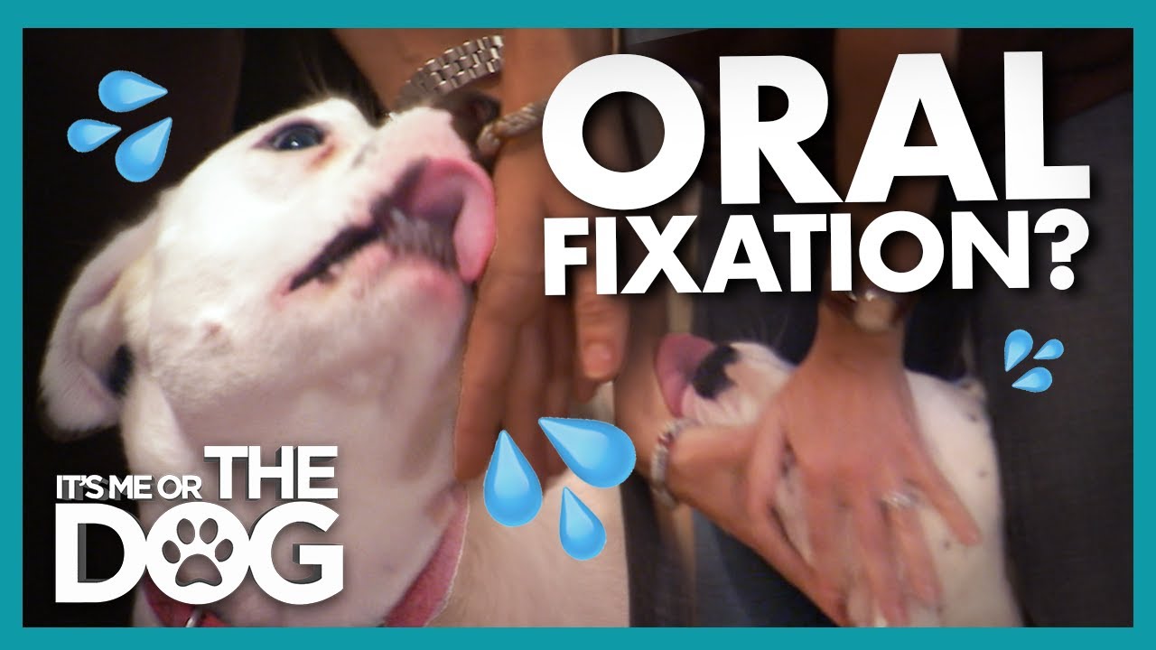 Victoria 'Bathed' by Excessive Licking from Orally Fixated Dog | It's Me or the Dog