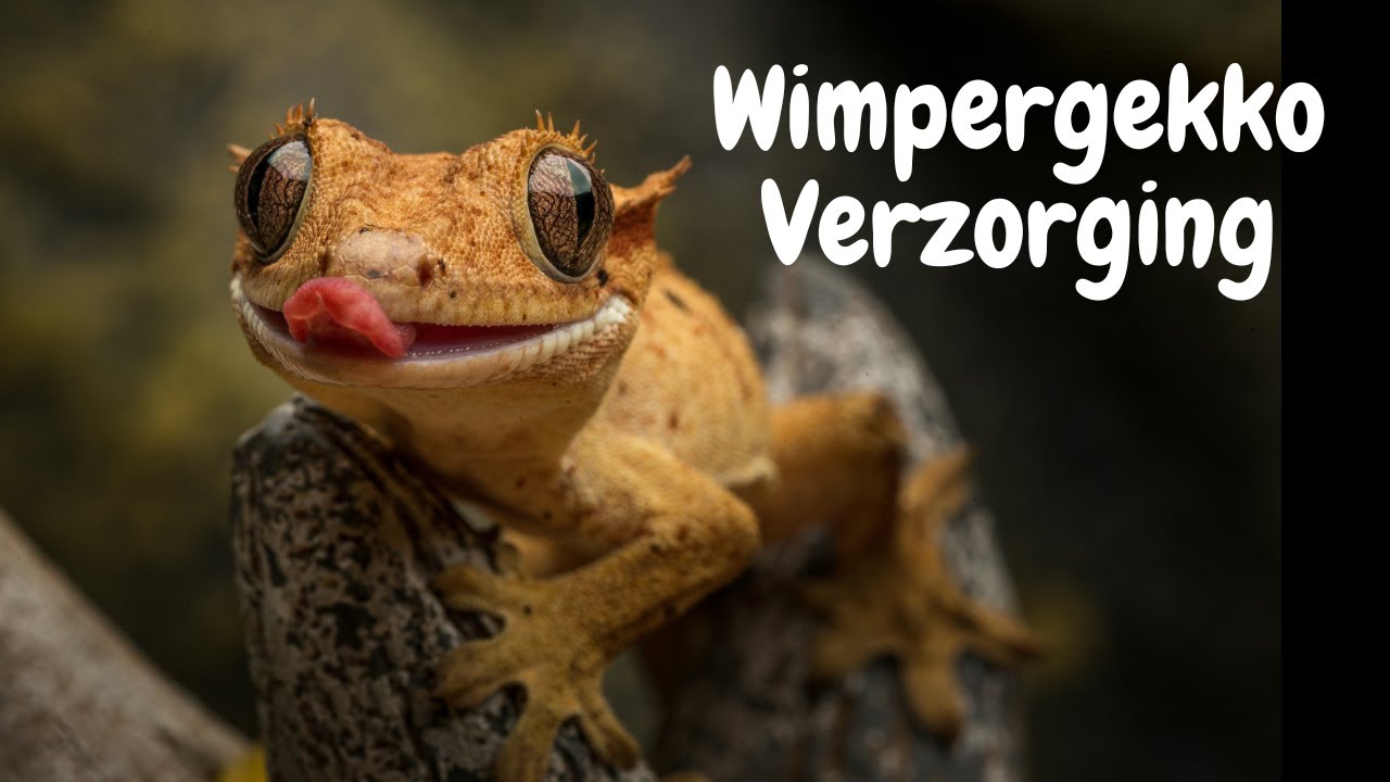 Ultieme Gids: Wimpergekko Verzorging Voor Beginners!