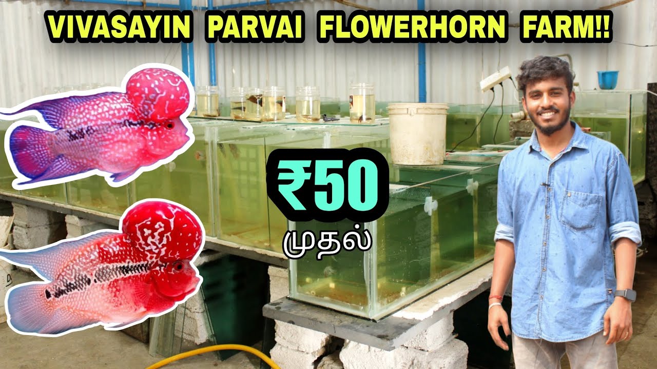 குறைந்த விலையில் கொண்டை மீன்கள்!! | Flowerhorn fish farm in coimbatore | low price flowerhorn fish |