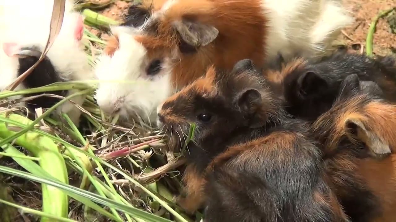 Close Up! Guinea Pigs Relax Eating Long Grass