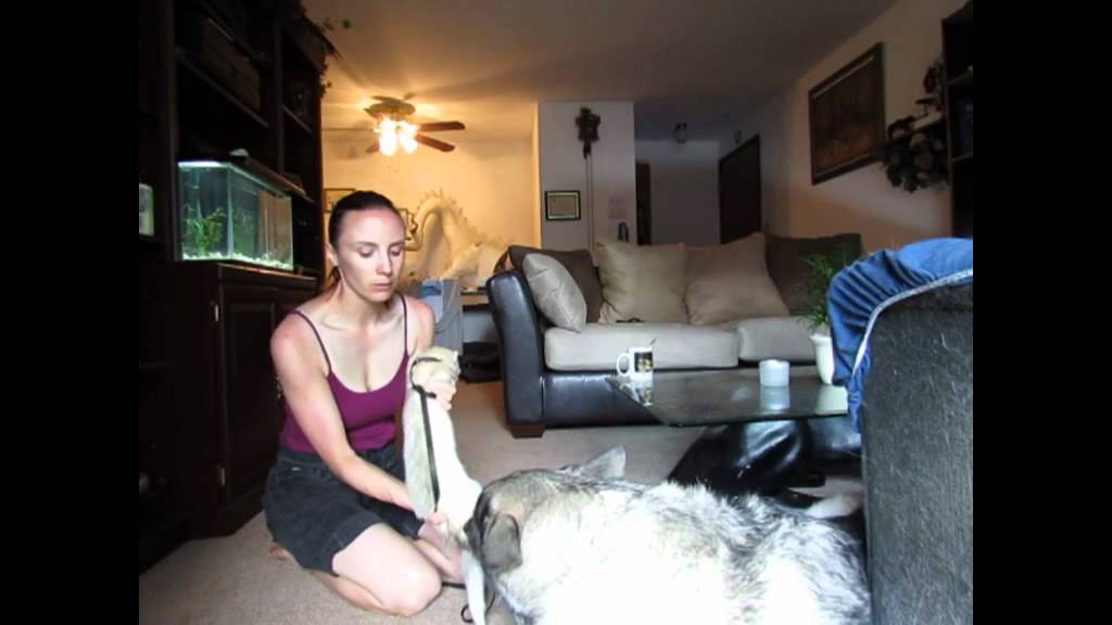 Leash Training Ferrets pt 2