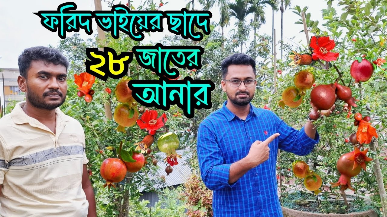 ছাদে ২৮ জাতের আনার চাষ । অনার বা বেদানার বাগান । বিদেশি আনার চাষ। pomegranate cultivation @RoufAgro