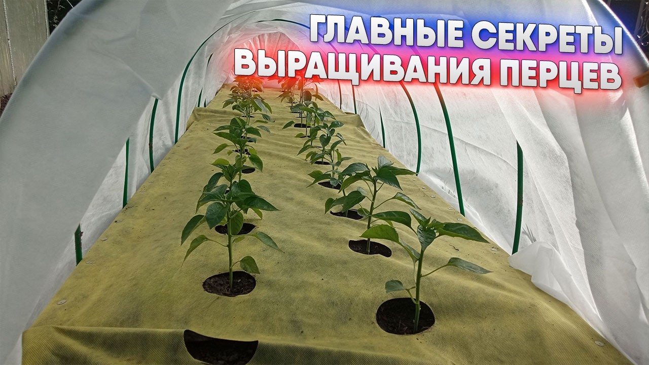 Главные секреты выращивания перцев