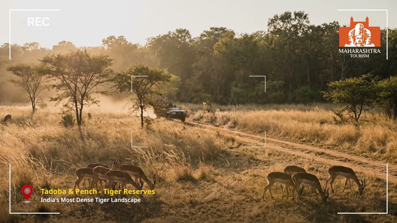 See Tigers in the Wild | Tadoba & Pench Tiger Safaris