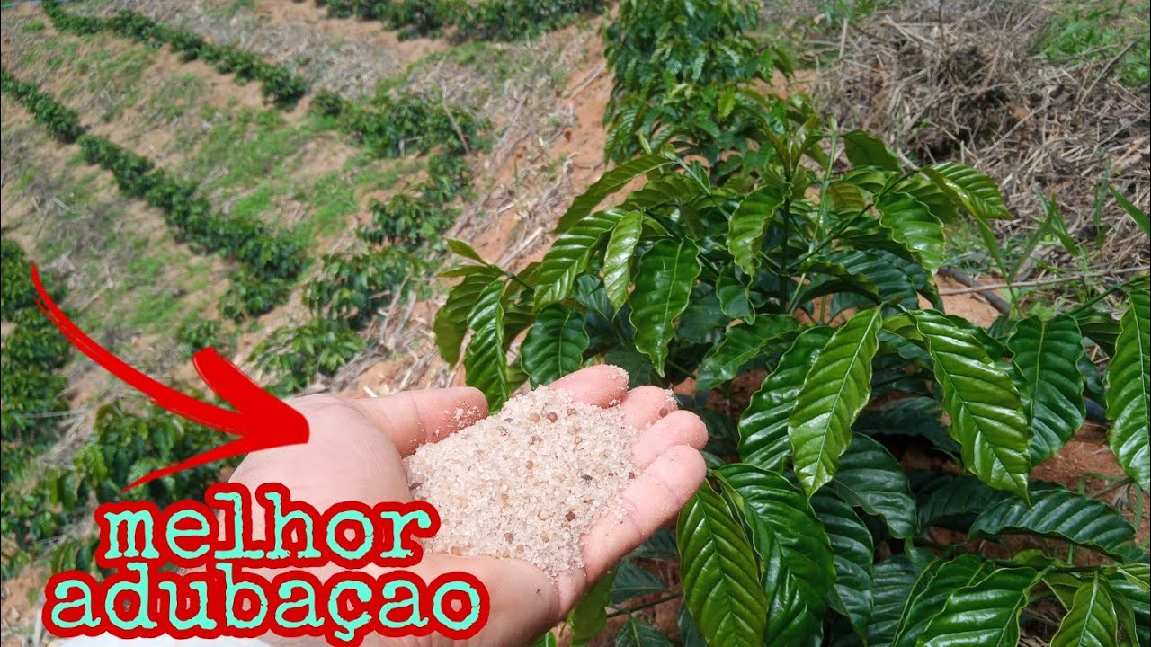 COMO ADUBAR LAVOURA DE CAFÉ CLONAL NOVA ECONOMIZANDO DINHEIRO ?