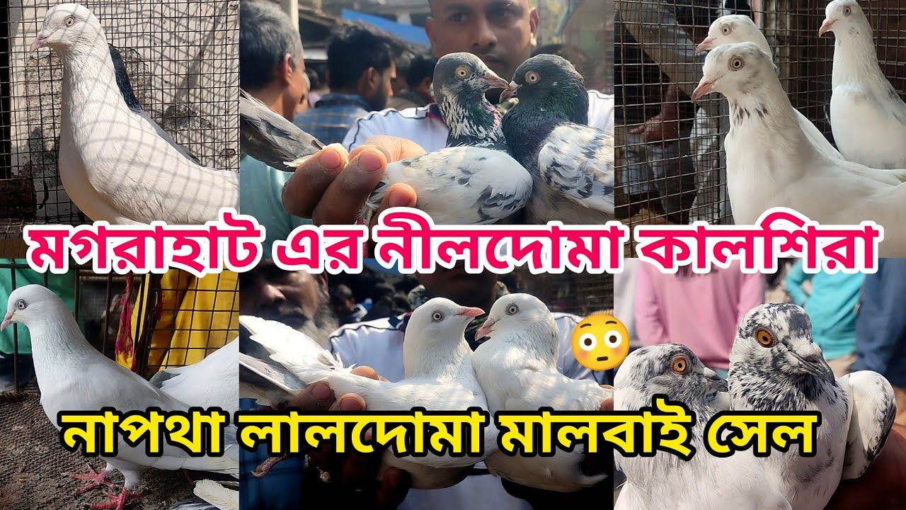 মগরাহাট এর নীলদোমা কালশিরা নাপথা লালদোমা মালবাই সেল 😳 , Soumen pet valogs 2026