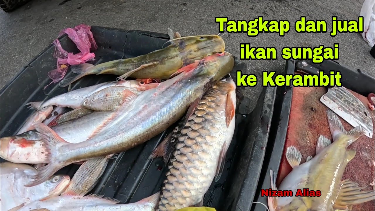 TANGKAP DAN TERUS JUAL KE KERAMBIT