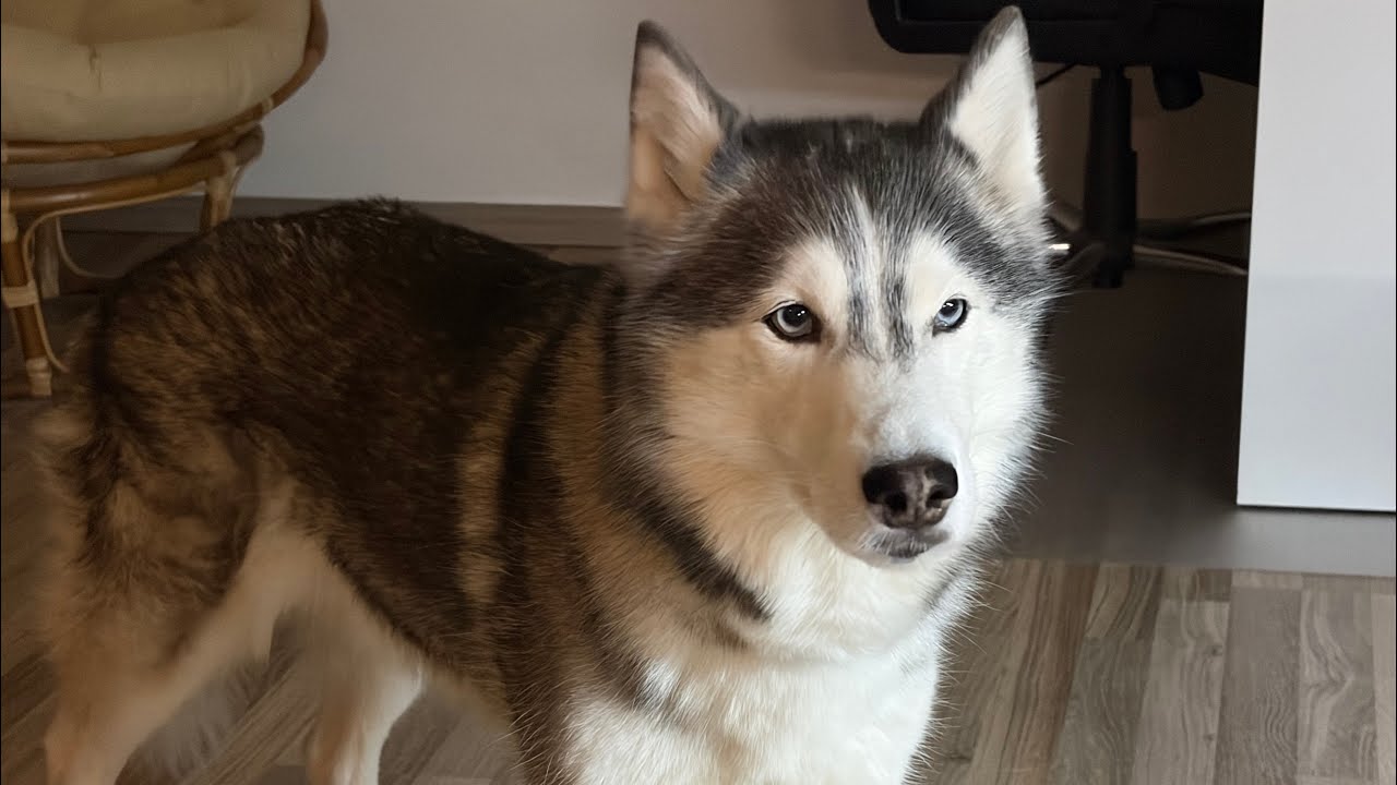 Evening Routine With Huskies #huskies