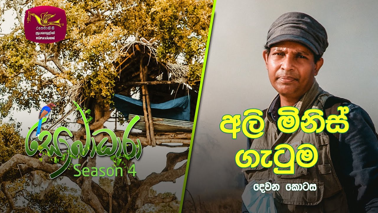 Sobadhara - Sri Lanka Wildlife Documentary | 2021-12-03 | Elephant vs Man  - 2(අලි මිනිස් ගැටුම - 2)