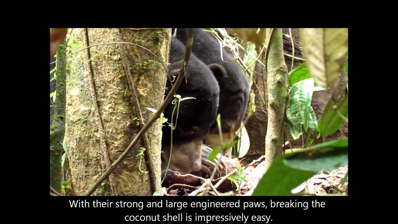 Sun Bear Diet | Bornean Sun Bears Feed on Coconut | BSBCC