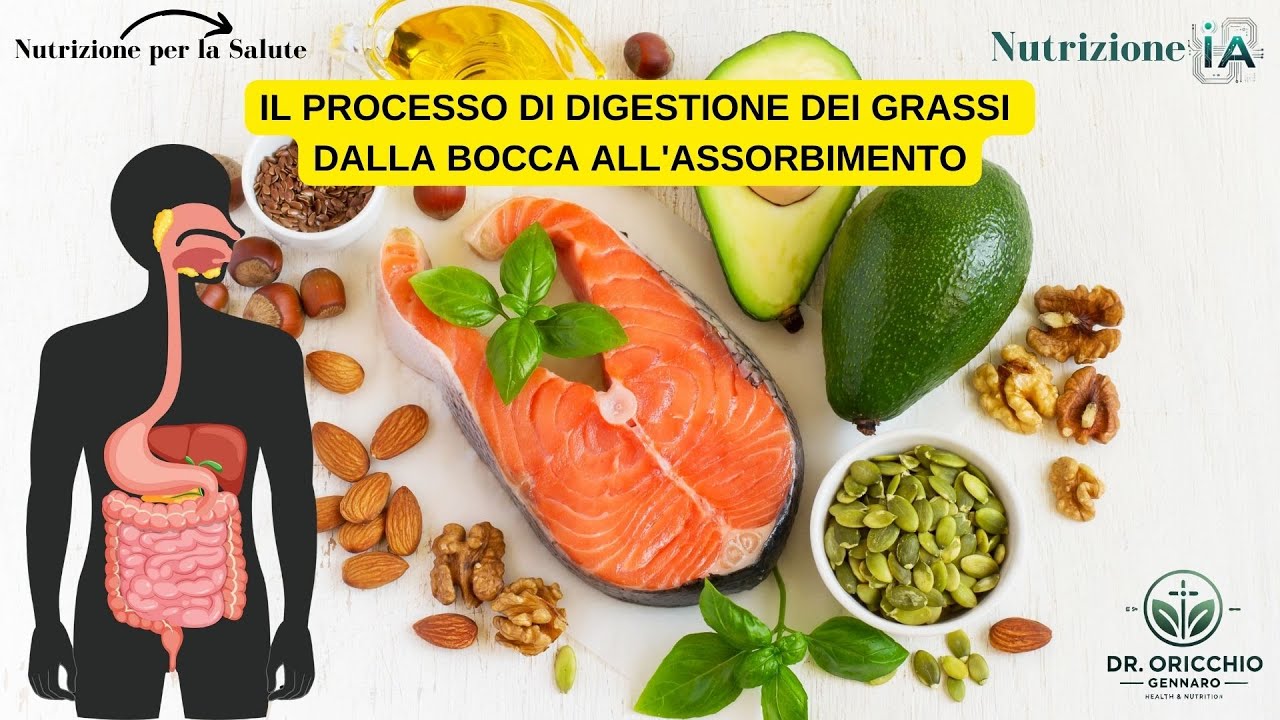 IL PROCESSO DI DIGESTIONE DEI GRASSI: DALLA BOCCA ALL'ASSORBIMENTO