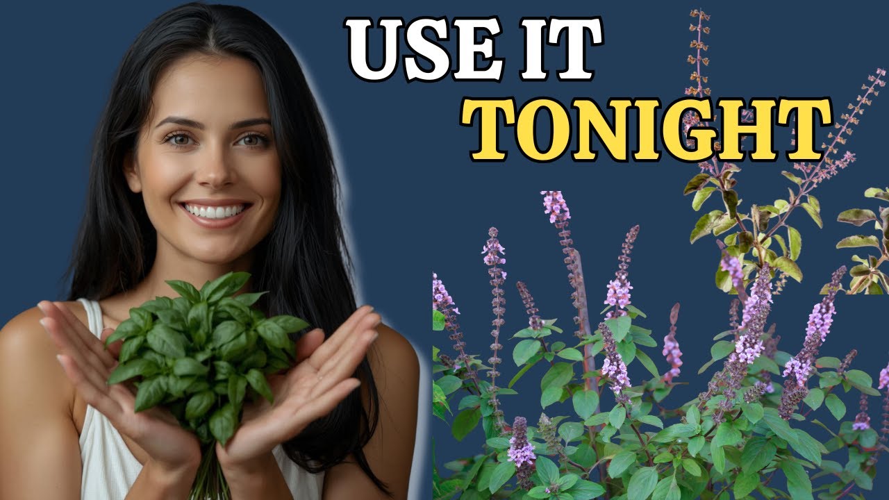 Try Holy Basil Tea Tonight and Notice This Tomorrow Morning