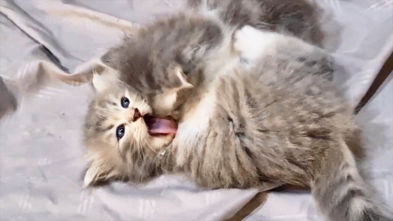Tiny Kitten was surprised when other Kitten wants to fight her, so cute!