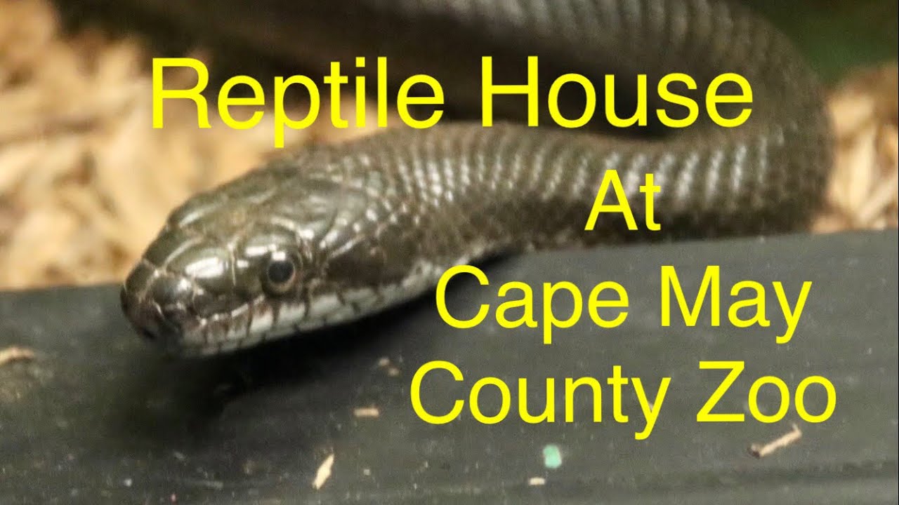 Gloomy Cloudy Day at Cape May County Zoo&rsquo;s Reptile House
