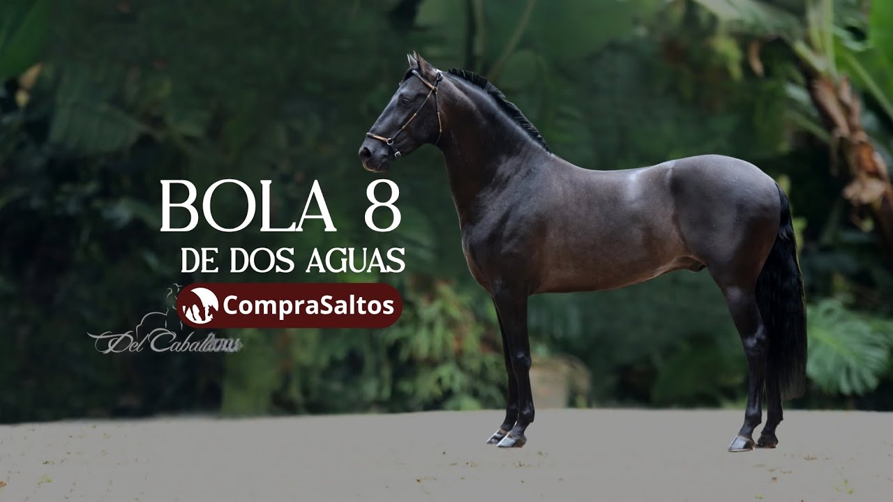 Bola 8 de Dos Aguas | CompraSaltos
