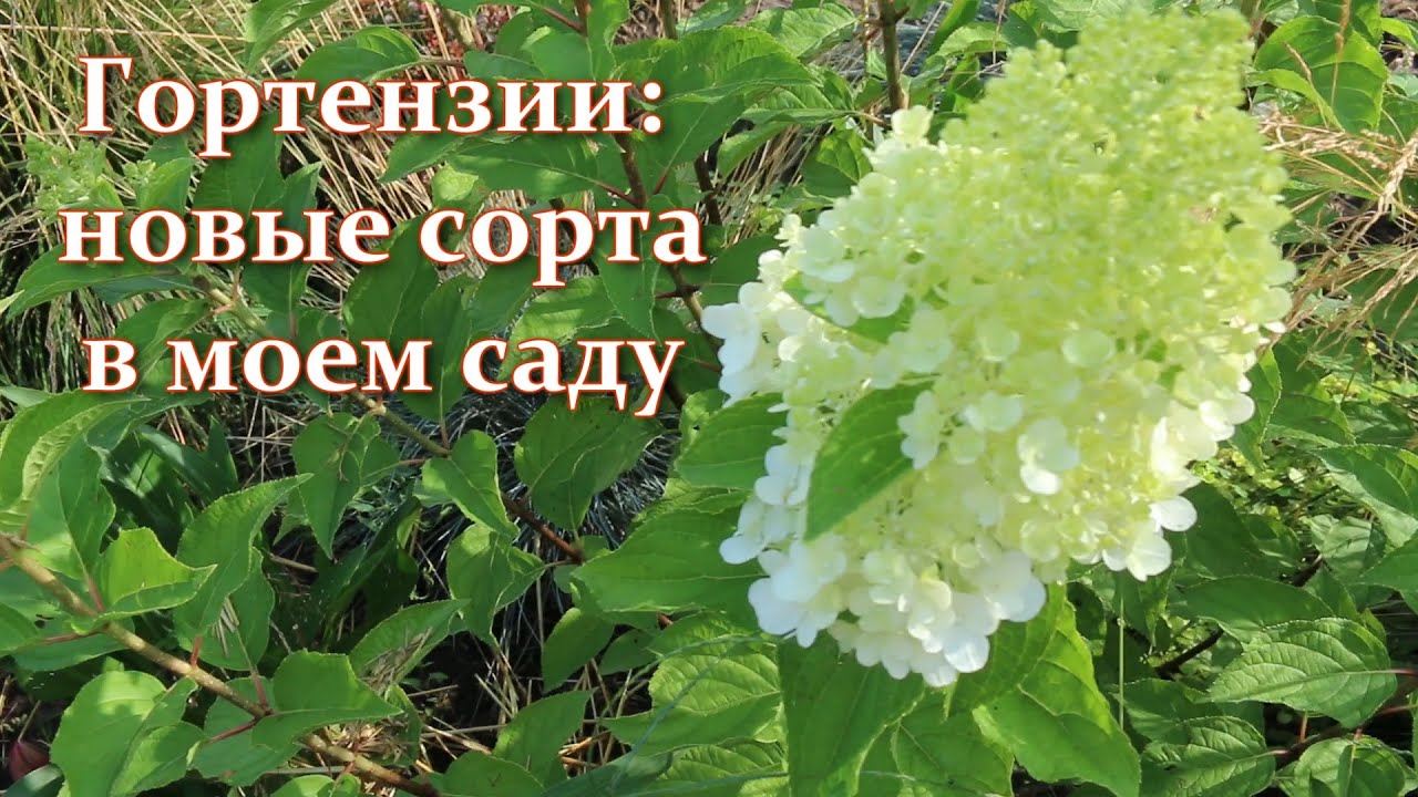 Посадите эти Гортензии ! Новые лучшие сорта с длительным цветением для сада и балкона