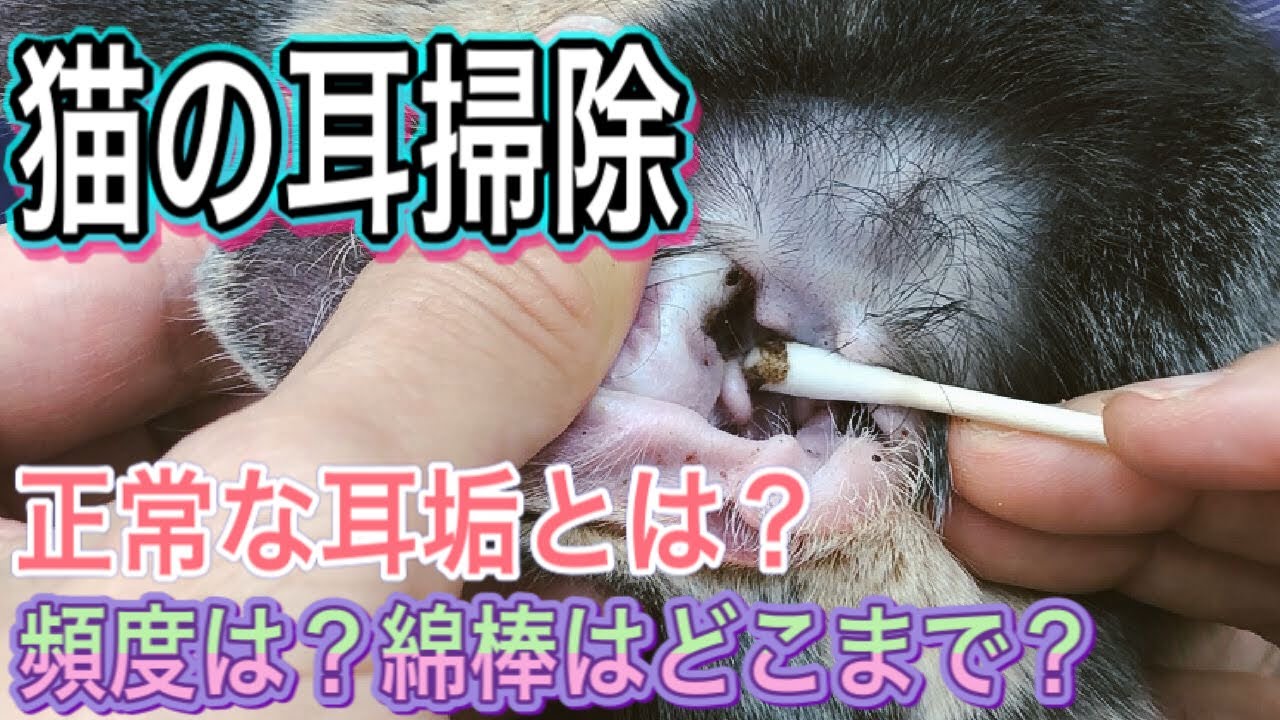 【猫の耳掃除】猫の通常の耳垢の色とは？黒？茶色？耳掃除の頻度は？綿棒は使って良いの？