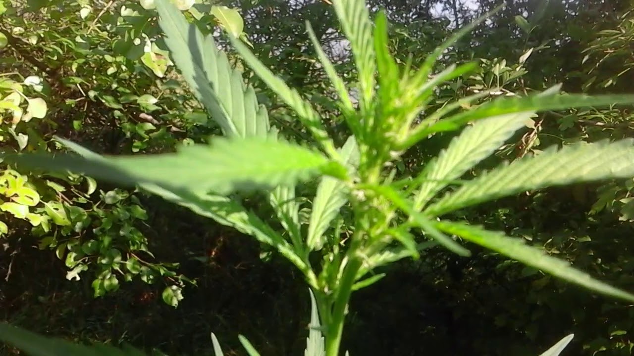 Cannabis organic guerilla growing Auto Durban Poison, Power Plant and Black Domina