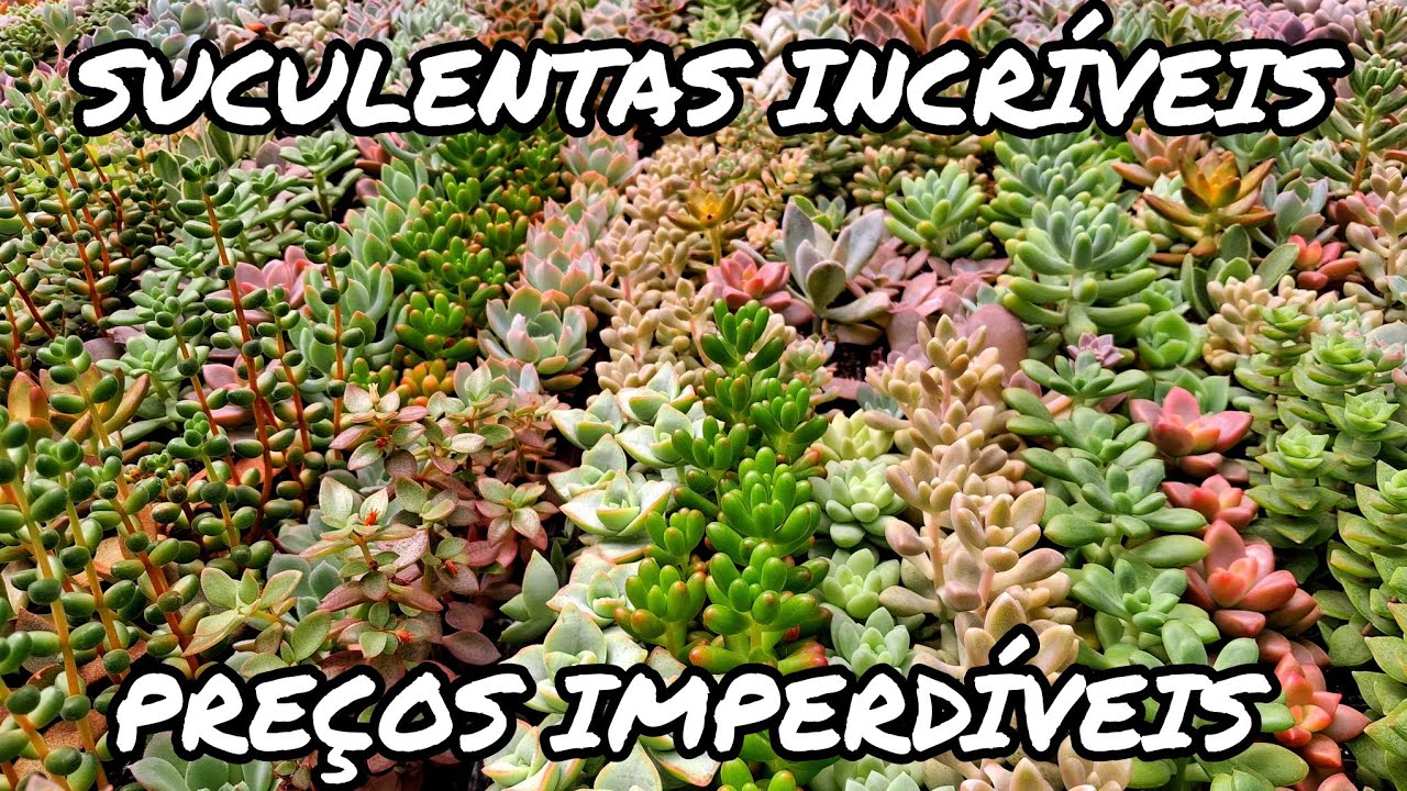 SUCULENTAS BABYS, COLORIDAS E INCRÍVEIS À VENDA POR PREÇOS IMPERDÍVEIS | JARDIM DOS CACTOS