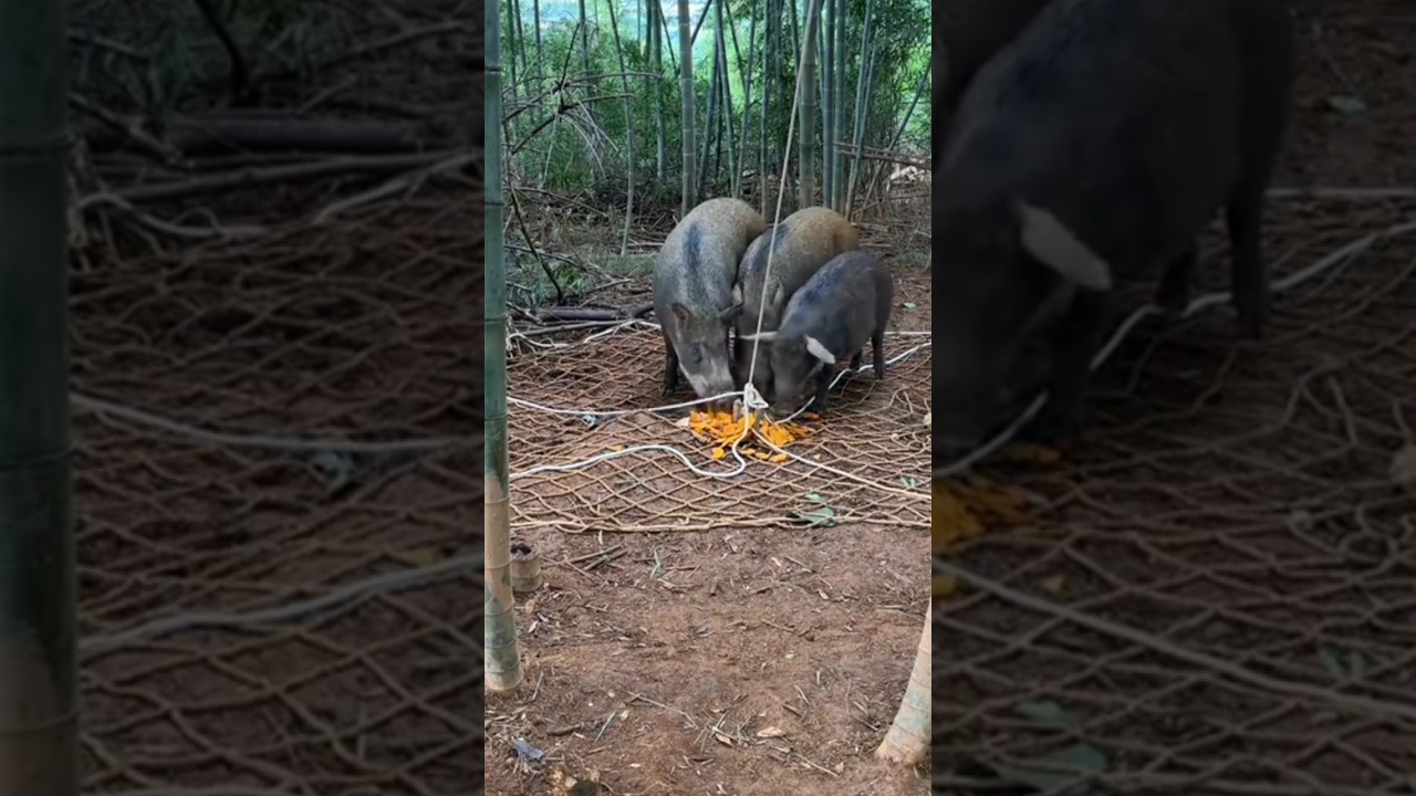 BABI HUTAN SANGAT MERESAHKAN #viral @SakahayangSakadaek