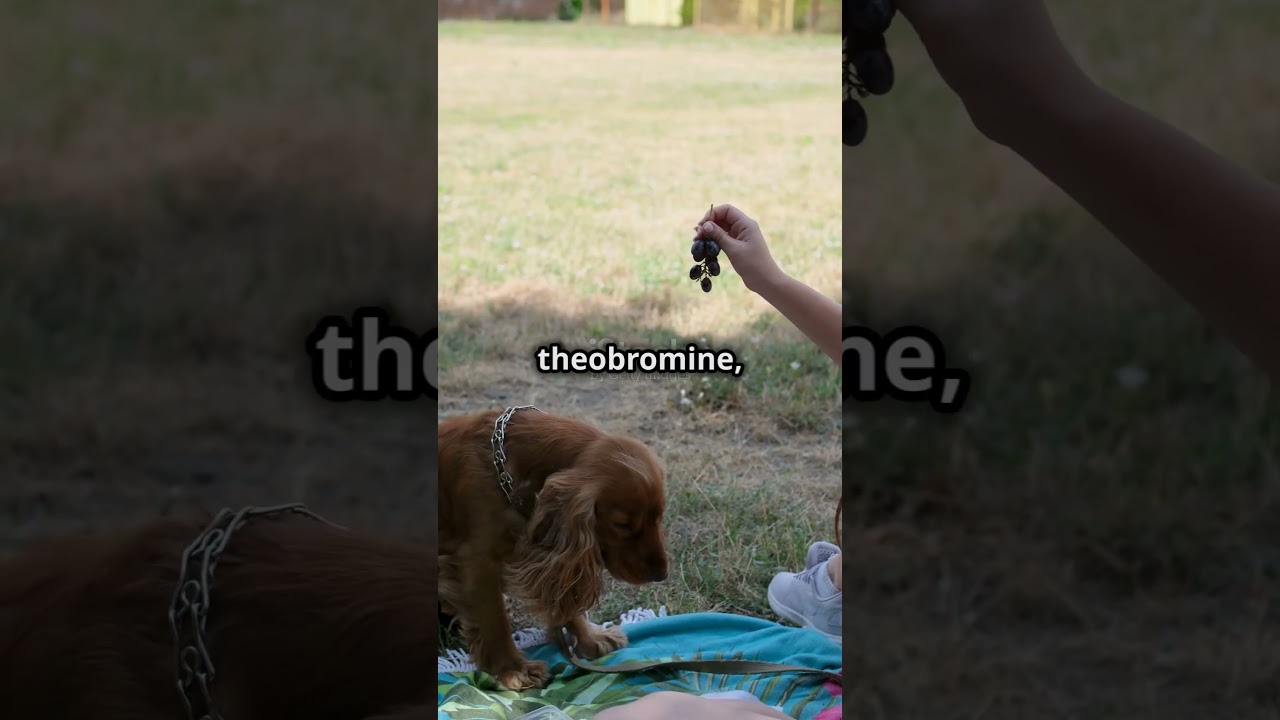 Foods that are bad for dogs 